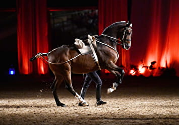Cadre Noir de Saumur: Discover France's unique style of horse riding